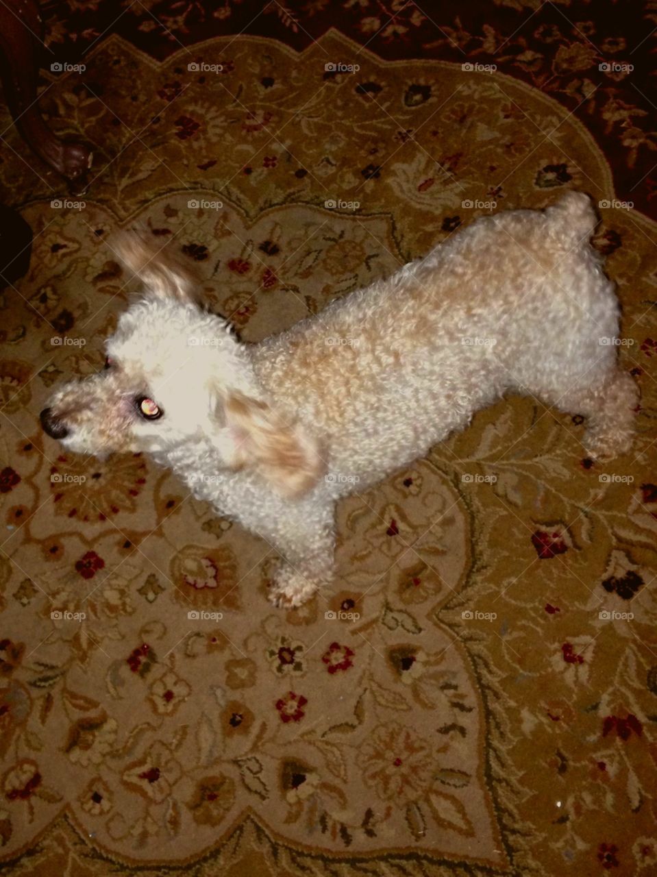 Dogs of the USA! Poodle standing on floor.