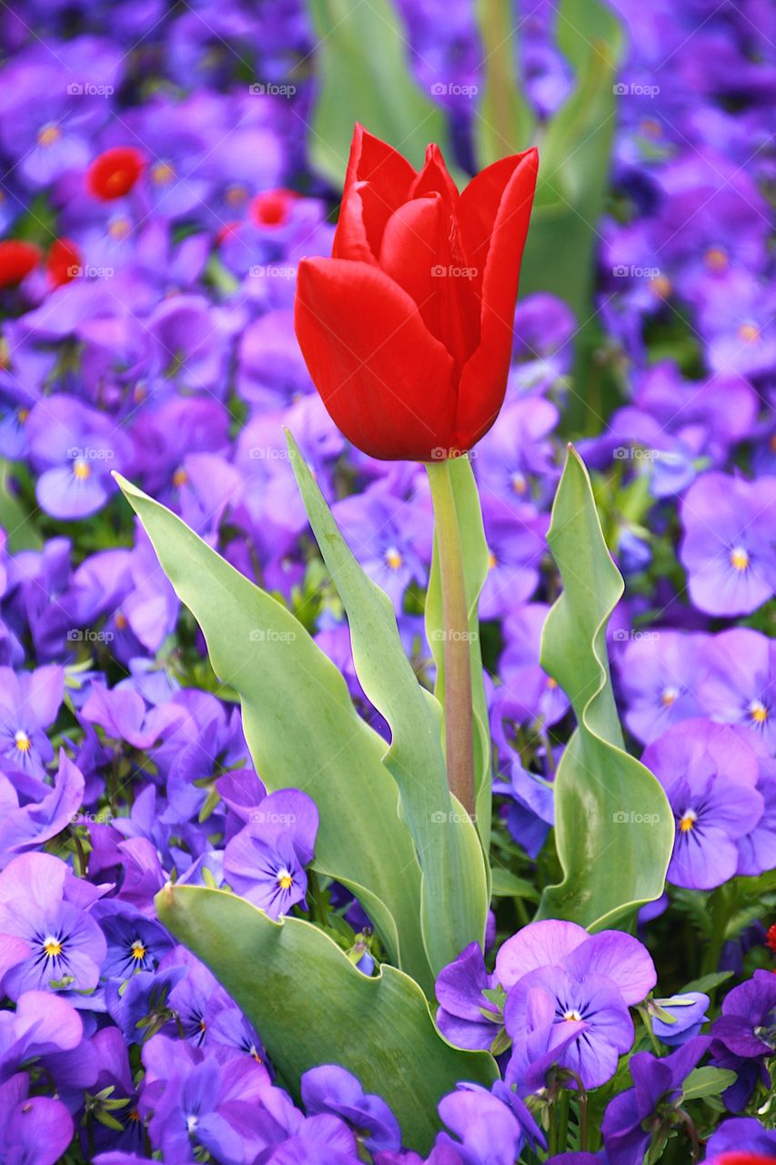 Red tulip. Red tulip