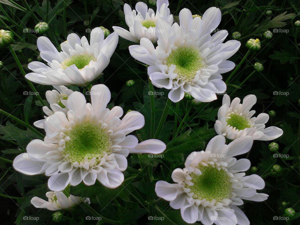 Pure white Malaysian mums flowers in full bloom