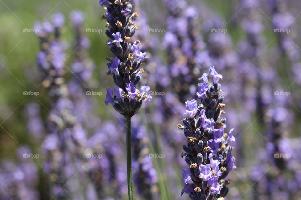 fields of lavender