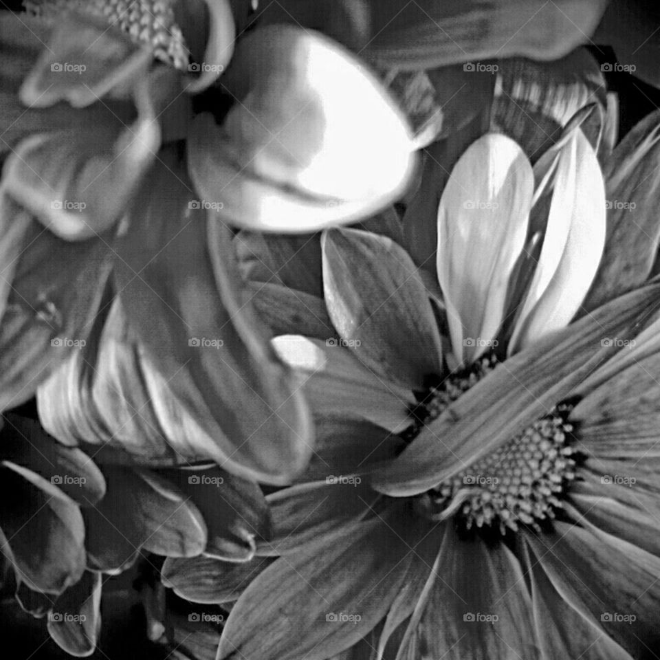 Monochrome, Flower, Nature, Black And White, No Person