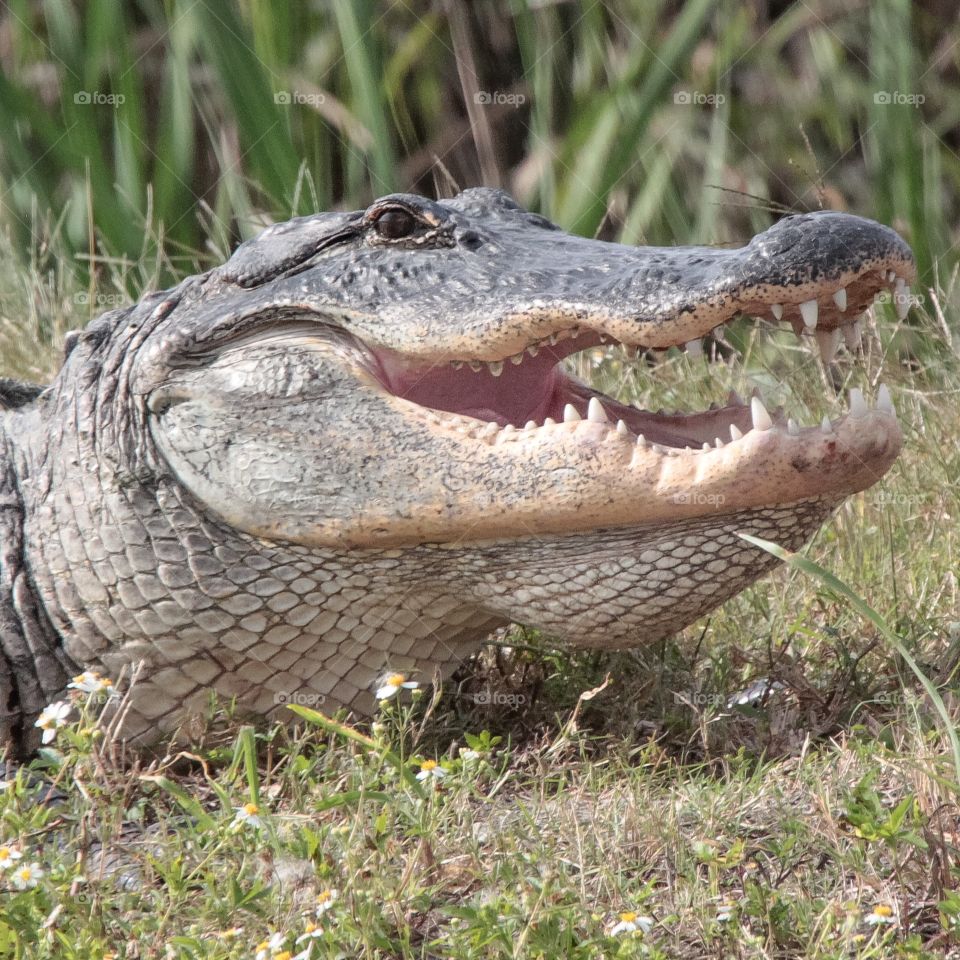 Alligator Head