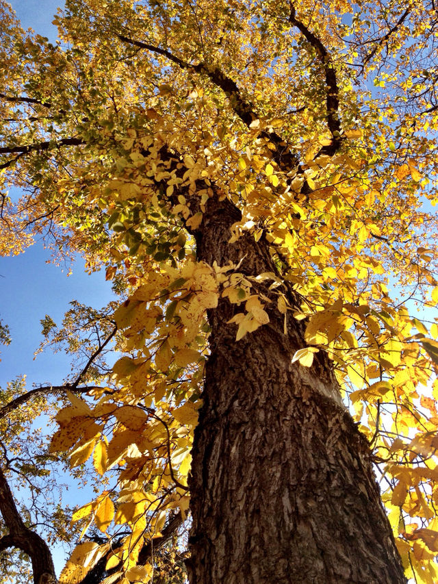 sky yellow tree leaves by stykellee