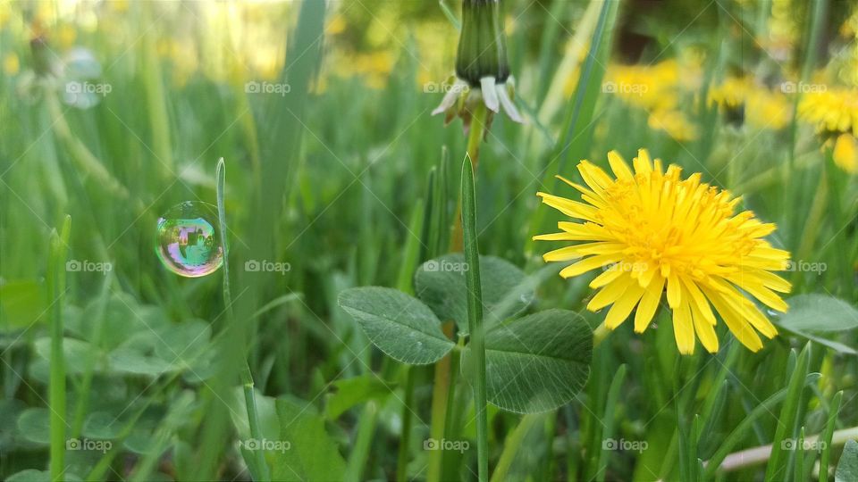 yellow dandelion