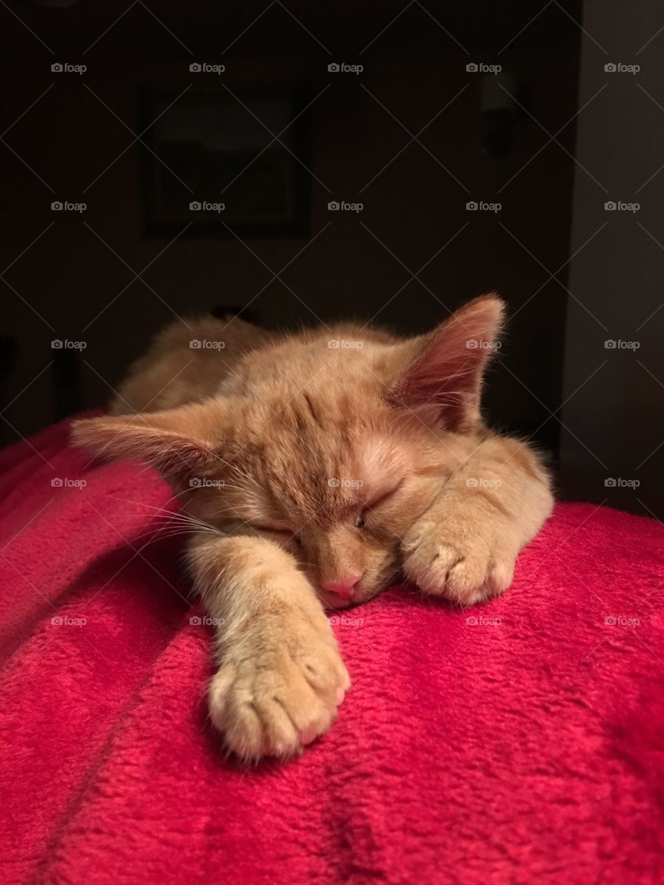 Cindy . Ginger kitten fast asleep 