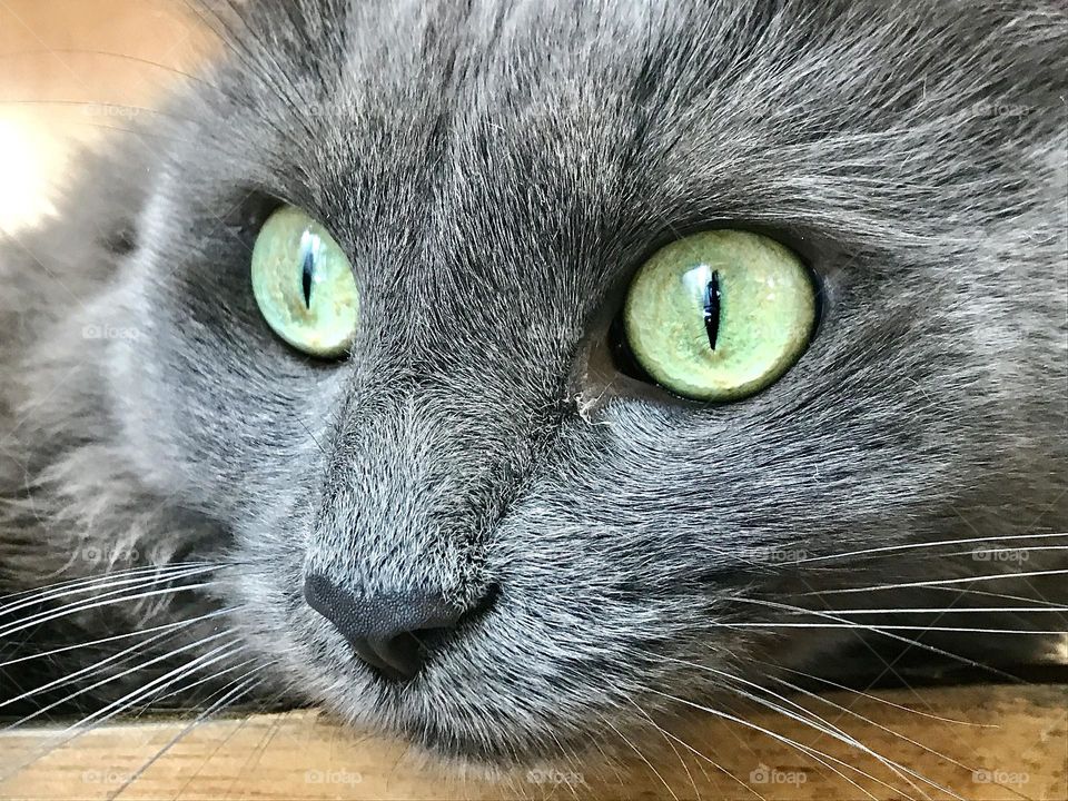 Close up of the face of a grey cat 