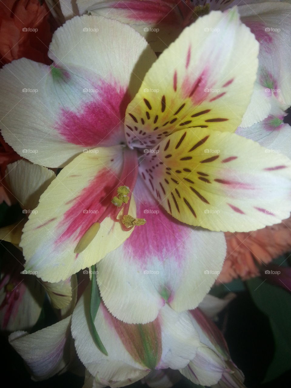 flower