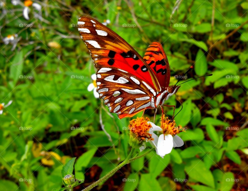 Beautiful Butterfly Sideview