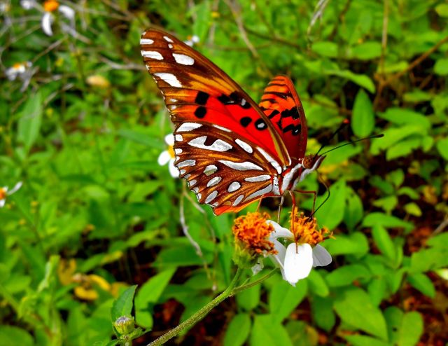 Beautiful Butterfly Sideview