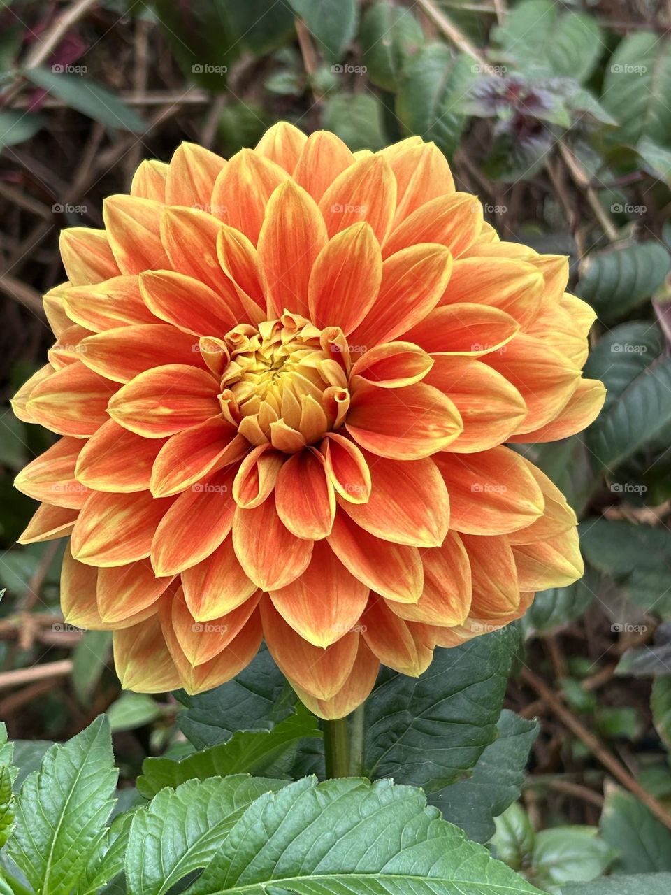 MYR the Dahila,Orange Dahila