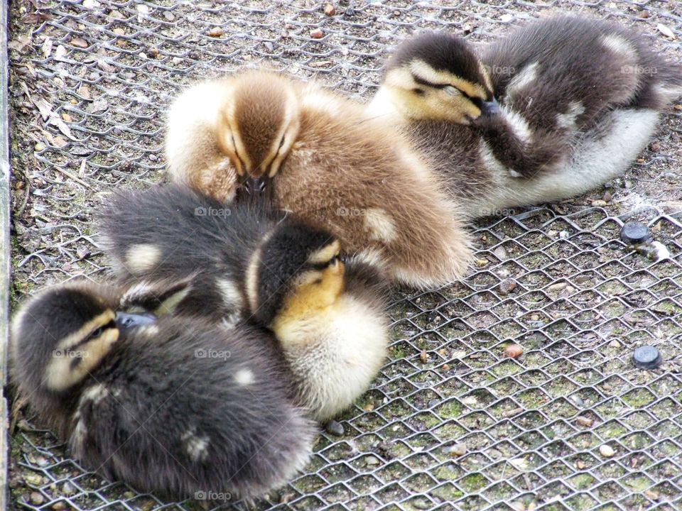 cute ducklings