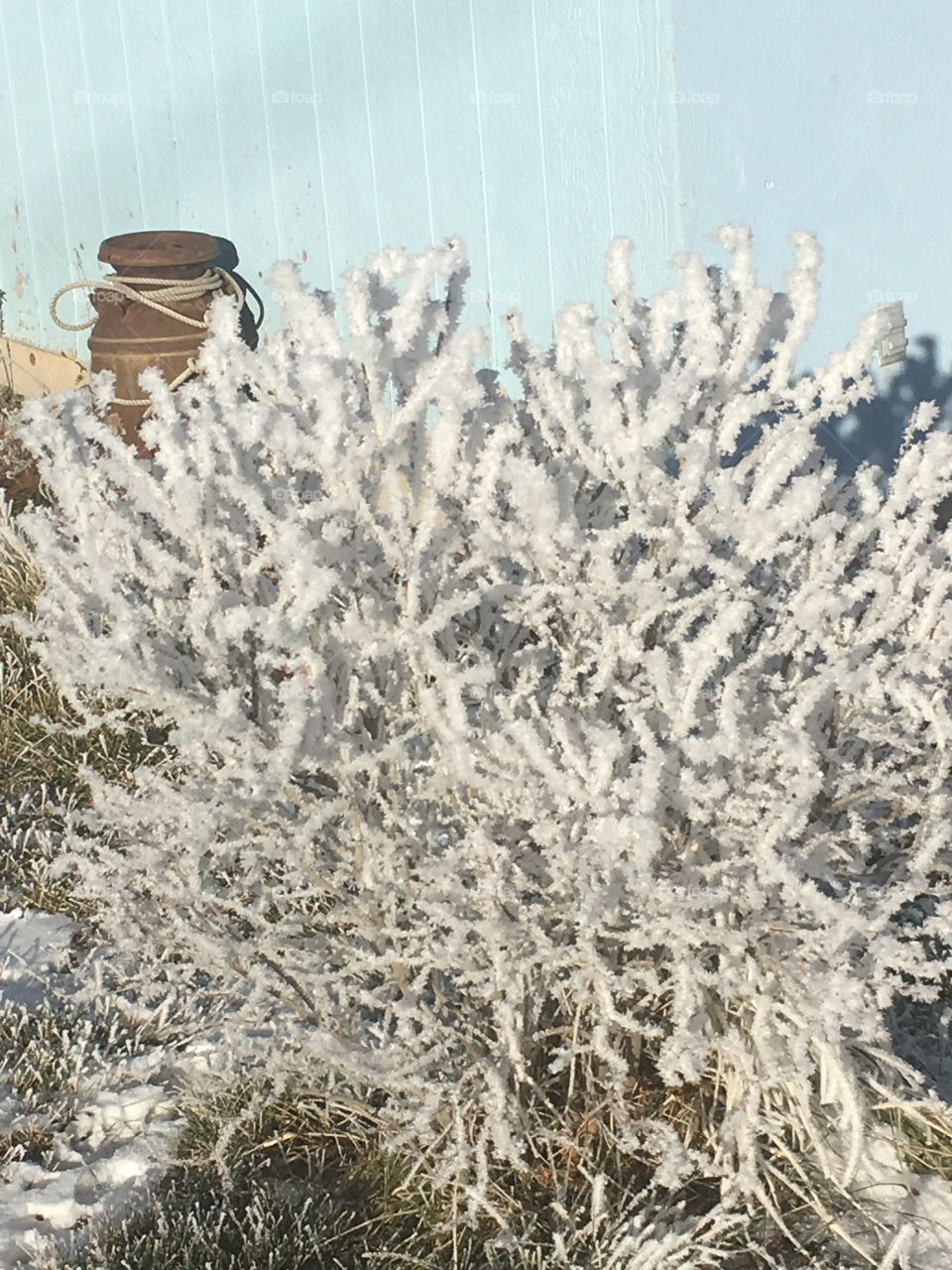 Frosty sagebrush 