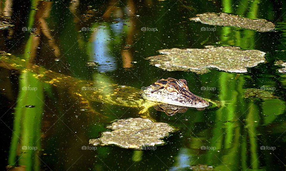 Baby alligator in the wetlands-green story 