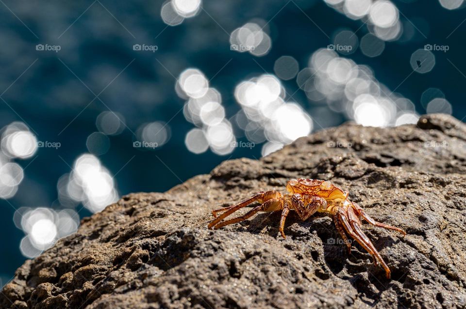 Ocean life, a tiny crab on a rock