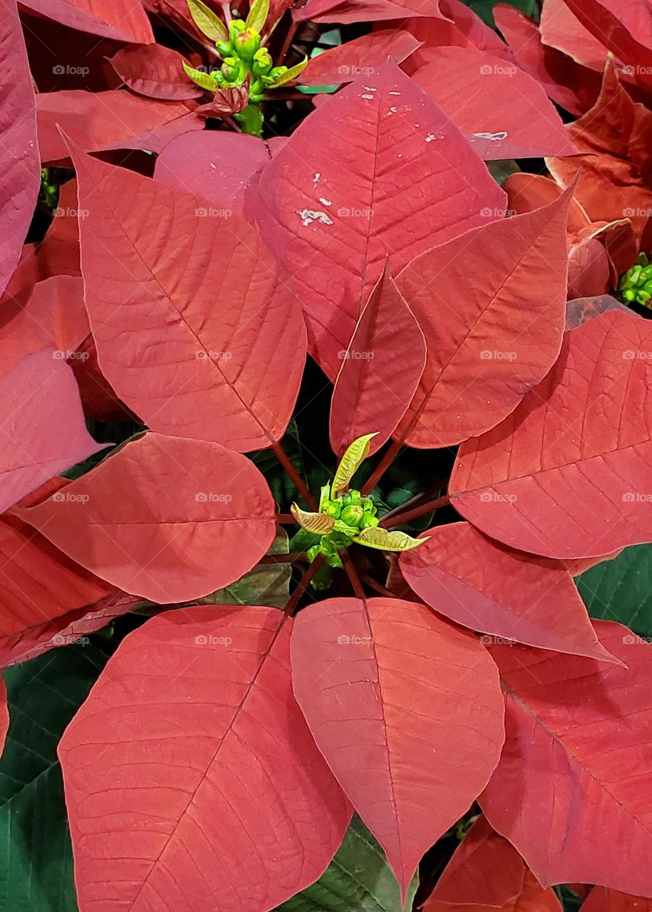 Red Poinsettias in Bloom