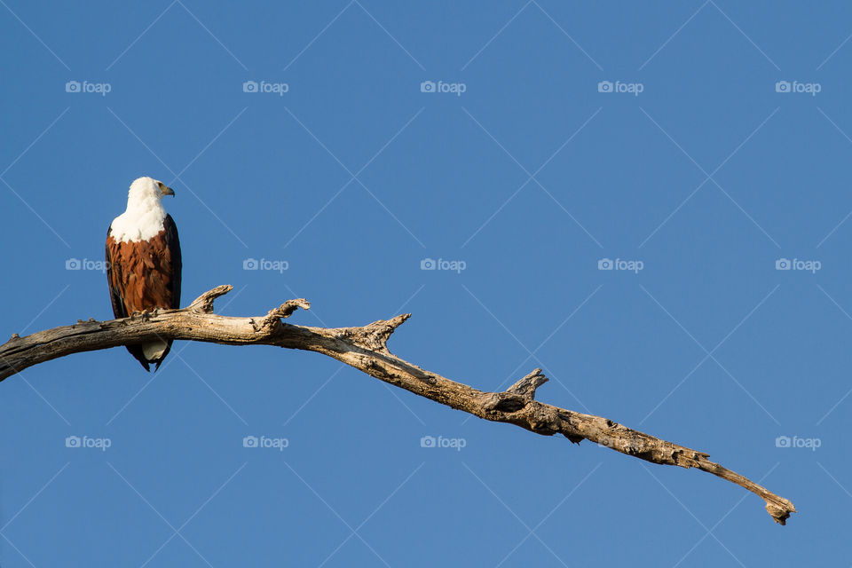 Rule of thirds and negative space for this composition. Image of fish eagle on a branch with blue skies. Captured in Africa.