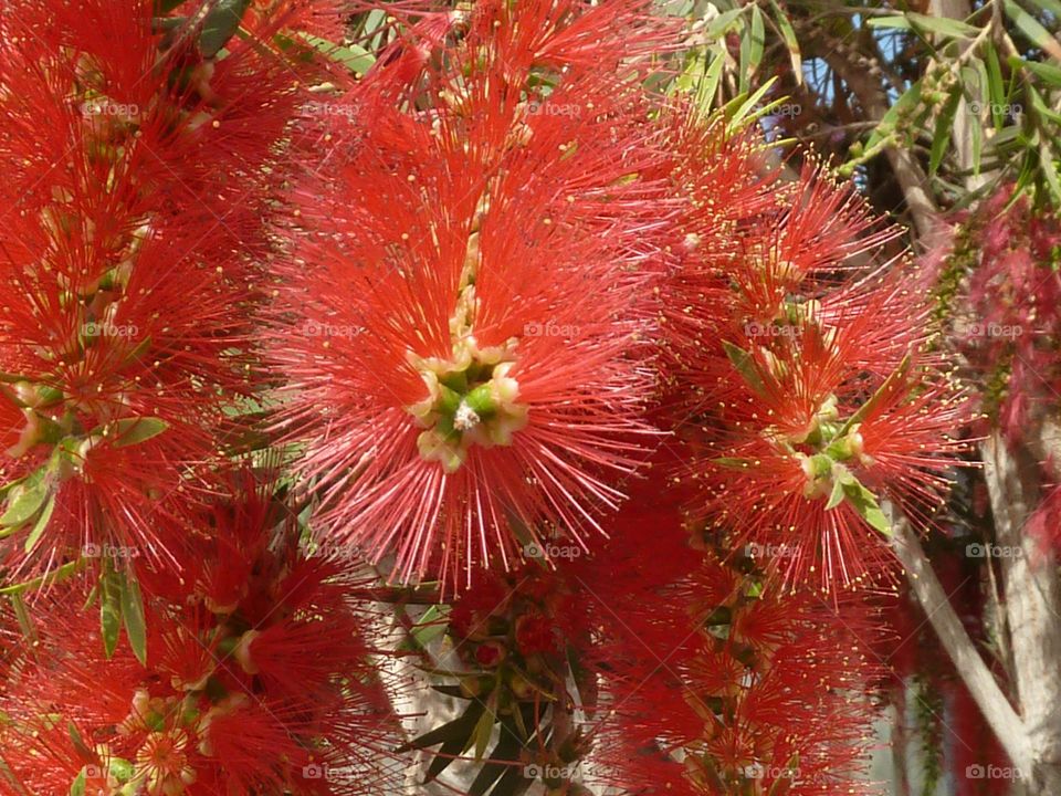 Melaleuca Blüte
