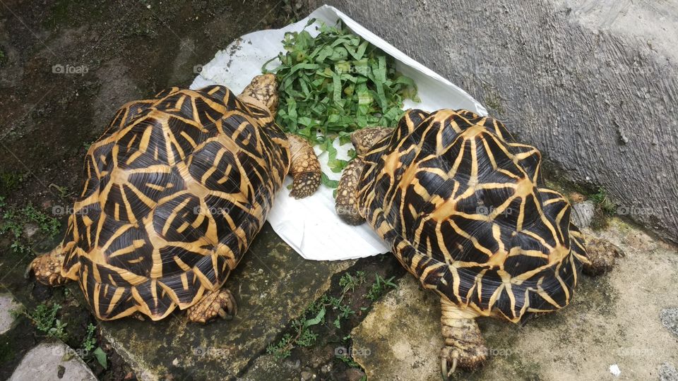 twin turtles