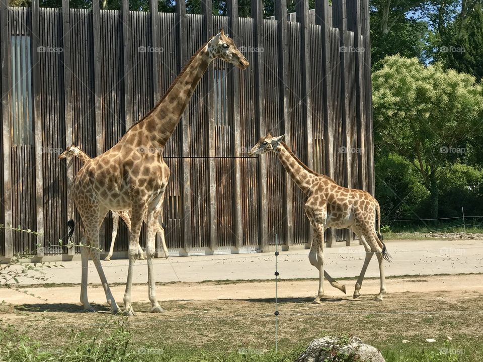 Girafe familly
