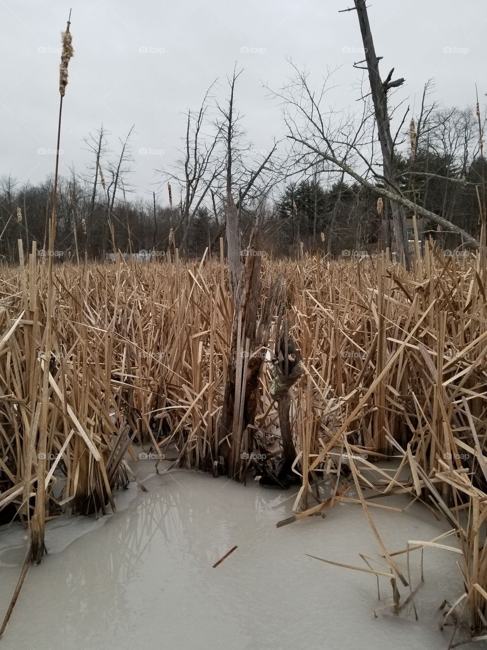 Frozen swamp
