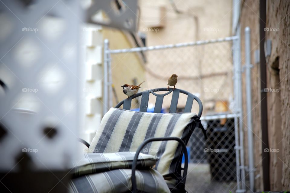 two sparrows resting on a garden chair 