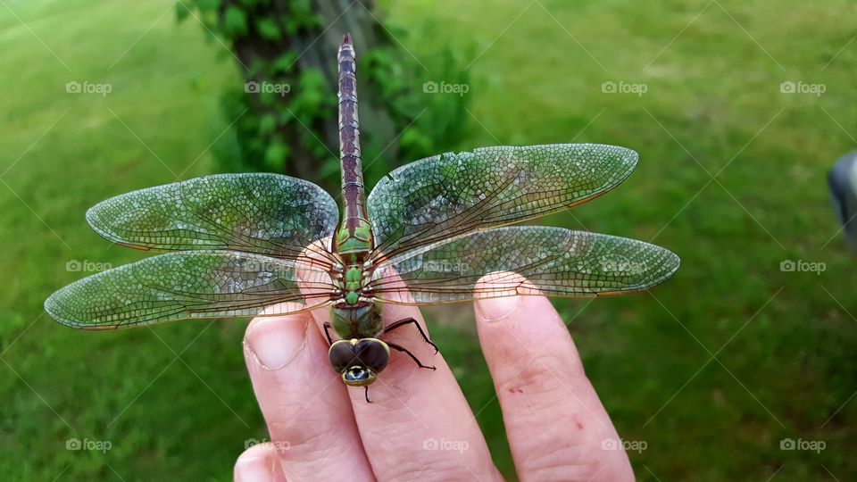 Dragonfly upclose