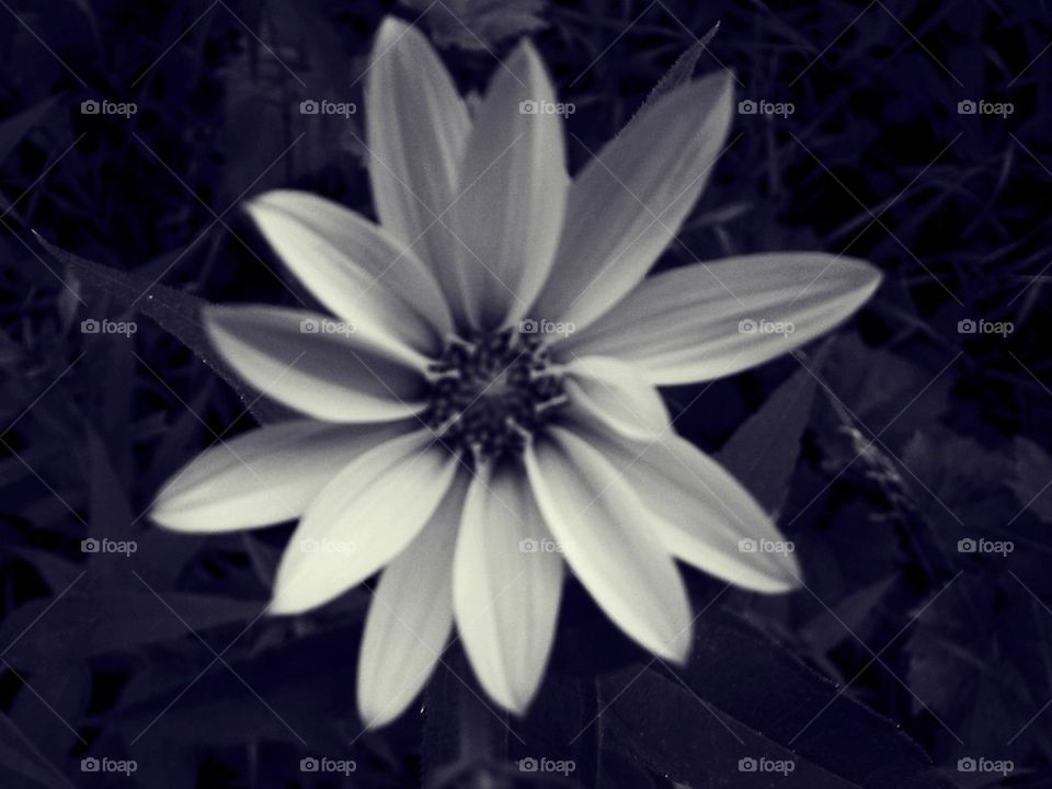 Black and White Beauty