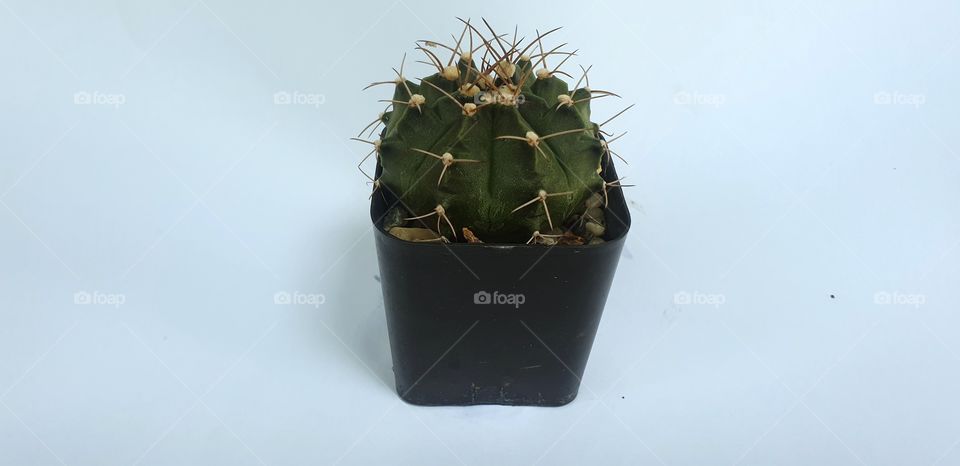 Cactus