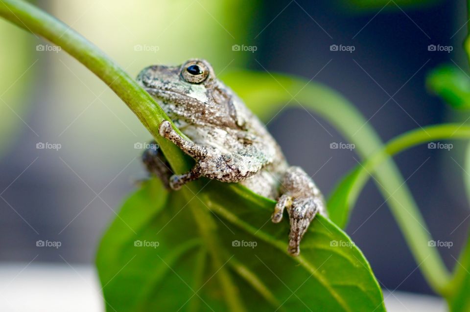 Frog on Pepper Plant