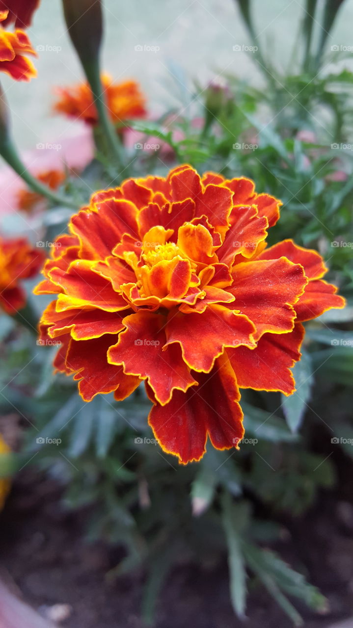 a vibrant marigold flower