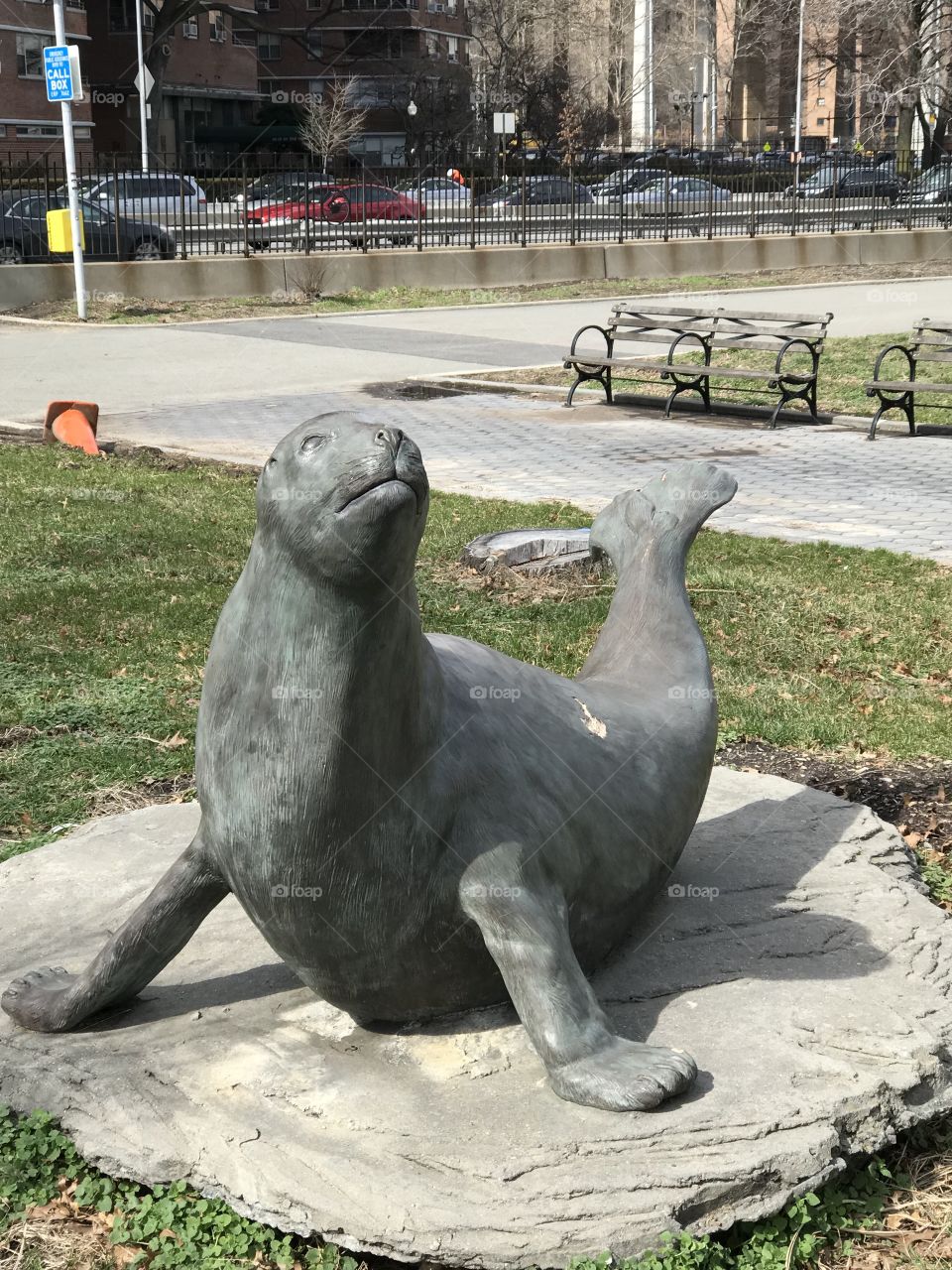 Seal in East River Park NYC