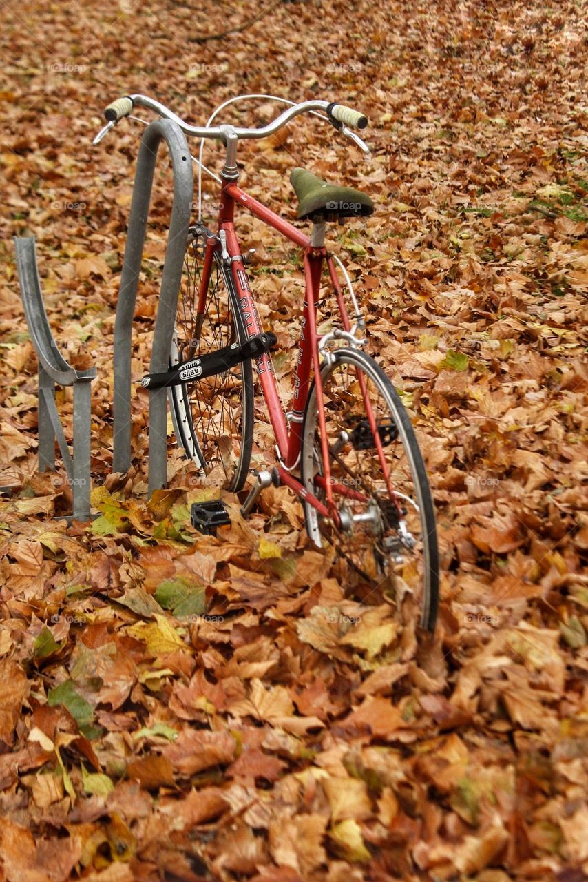 Bicycle in leaves