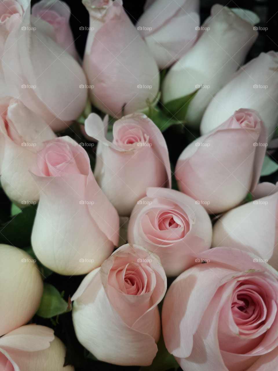 Pastel Pink Roses