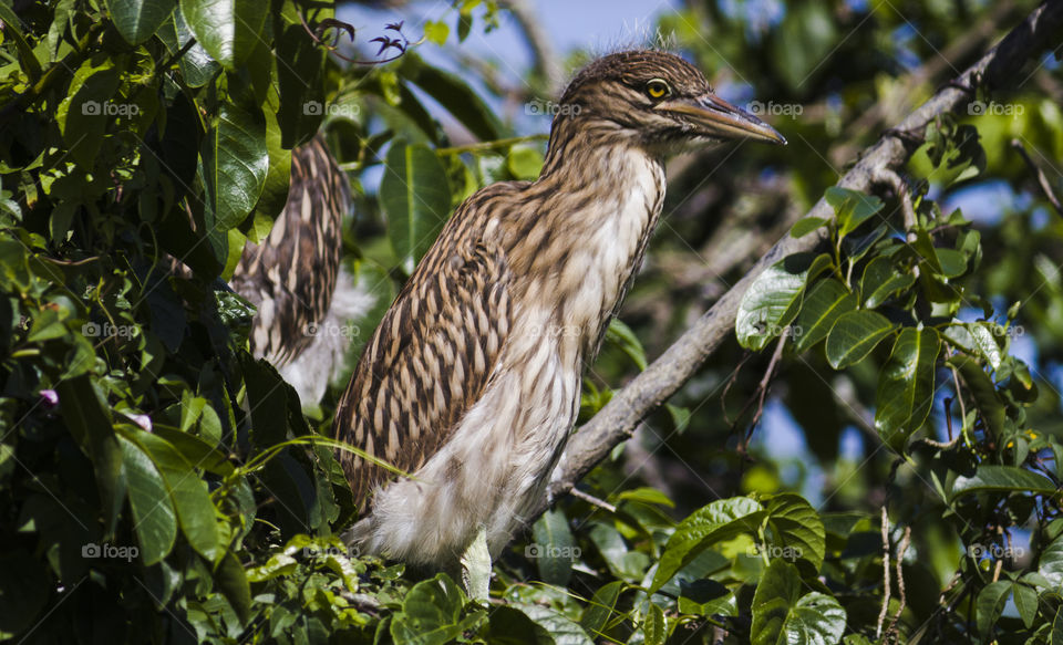 Brazilian bird exhibiting itself in the nest