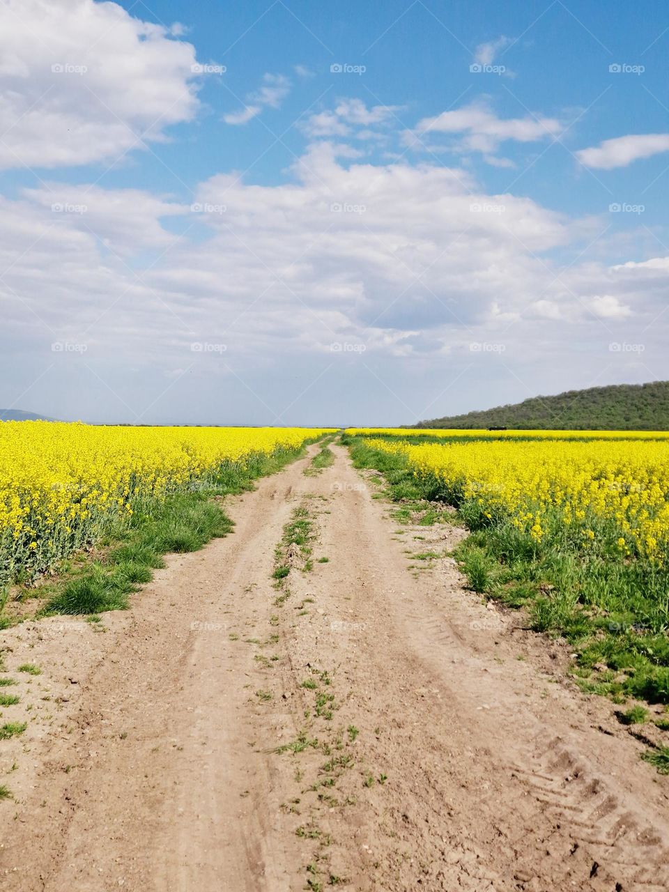 road in the rape field