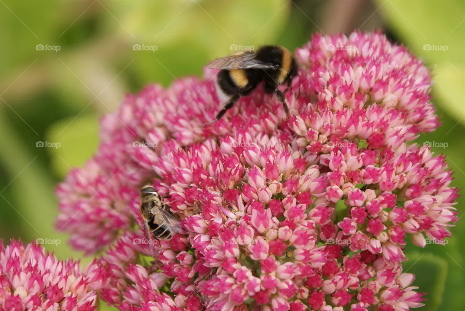 a bumbel bee collecting