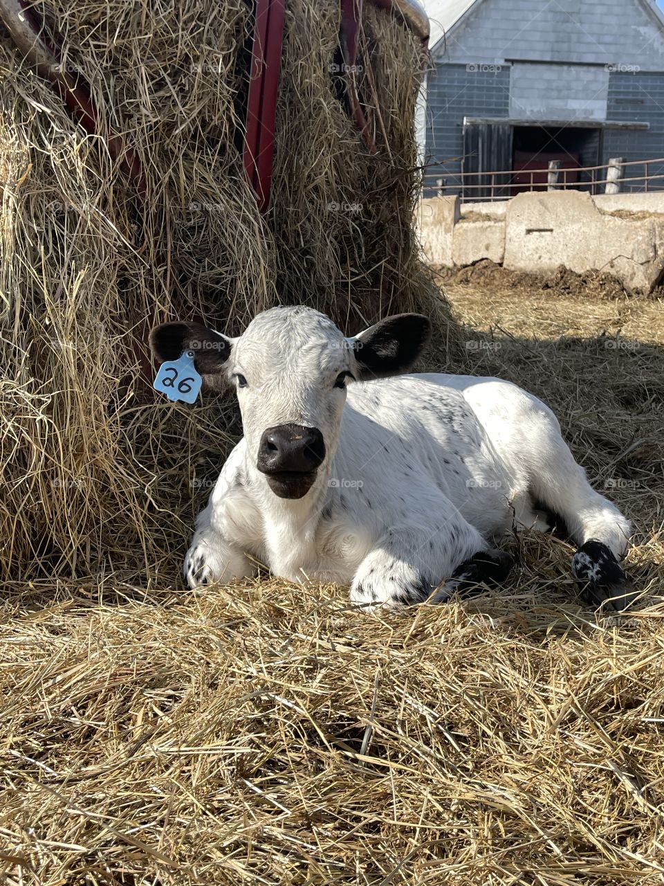 Cute white baby calf. Adorable. Cattle. Farm life Calving season