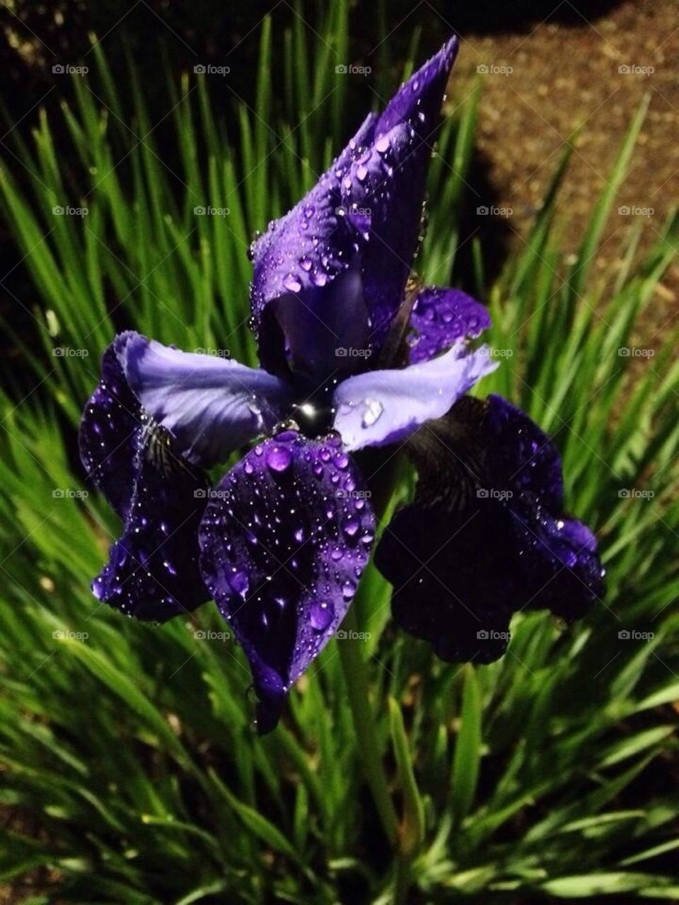 Flower with rain 
