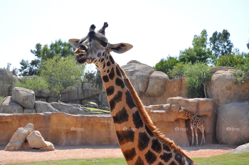 Giraffe 