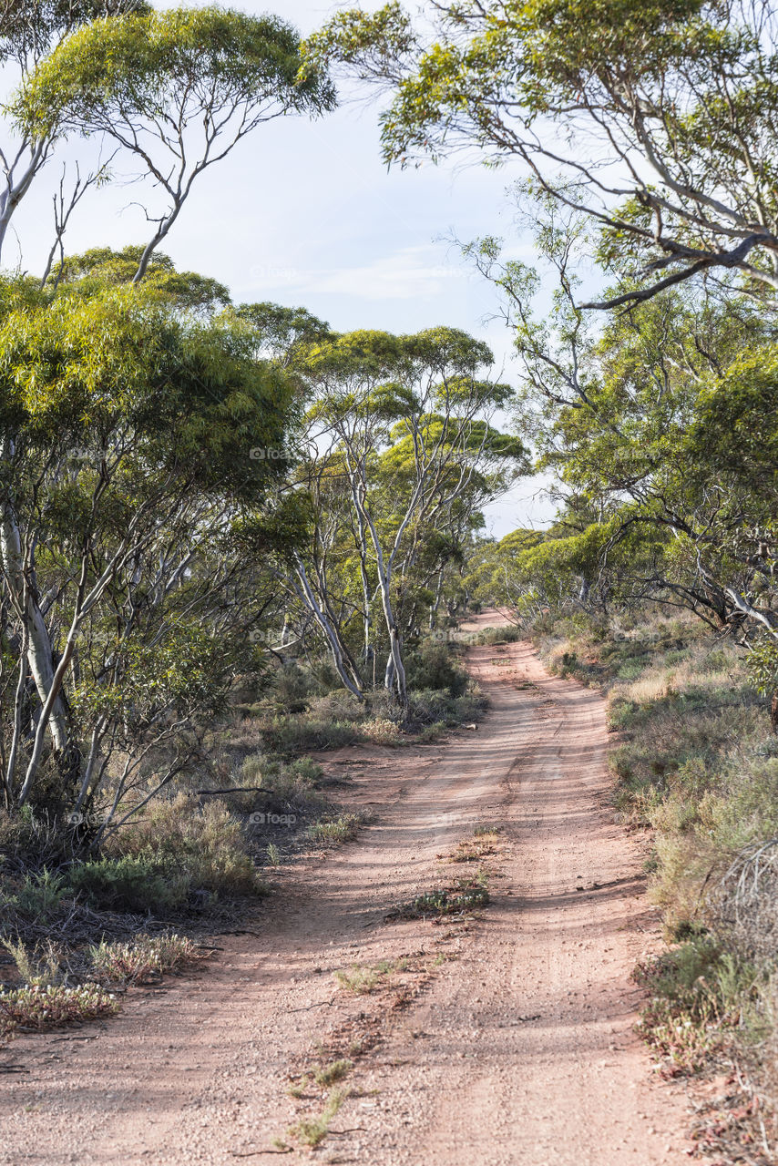 Australian bush track lined with gumtrees.