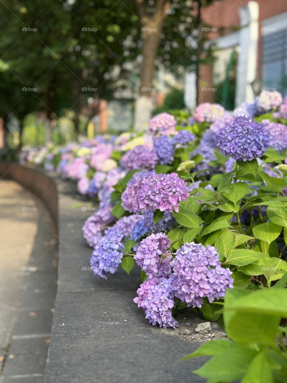 Blooming hydrangea flowers in park at summer 