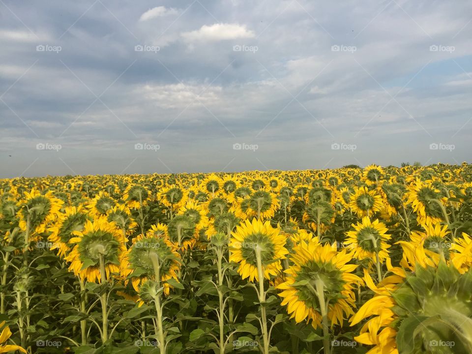 Sunflowers 
