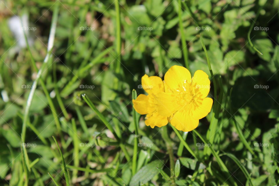 buttercups