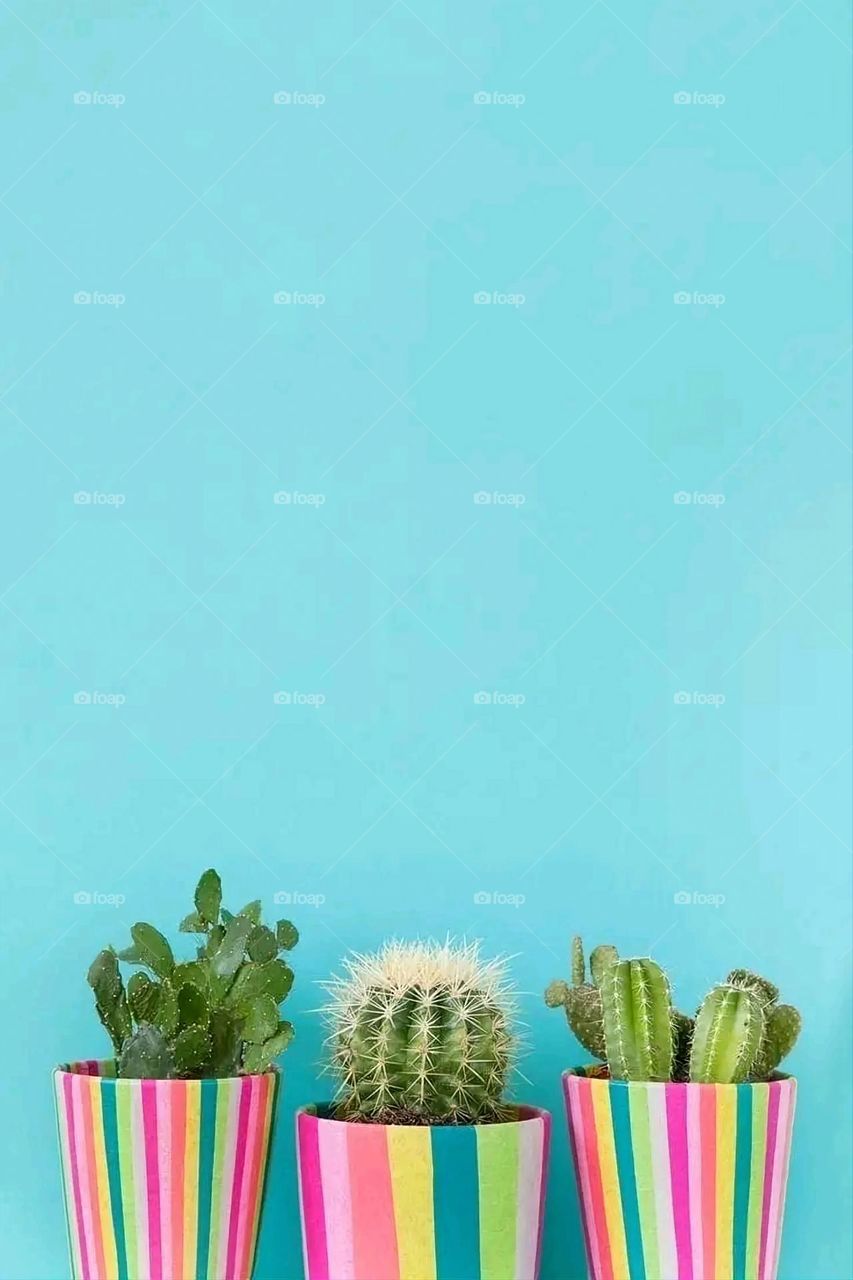 A very beautiful picture, and there is no better picture than it. There is no better picture of green herbs and colorful, red and white roses than it. Glory be to God, the natural and picturesque view, and there is no more wonderful picture than it.