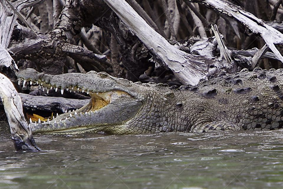 reptiles vertebrates crocodile crocodiles by gonzo