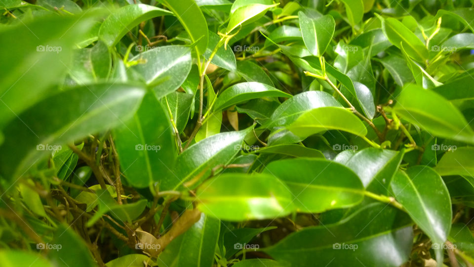 green leaves