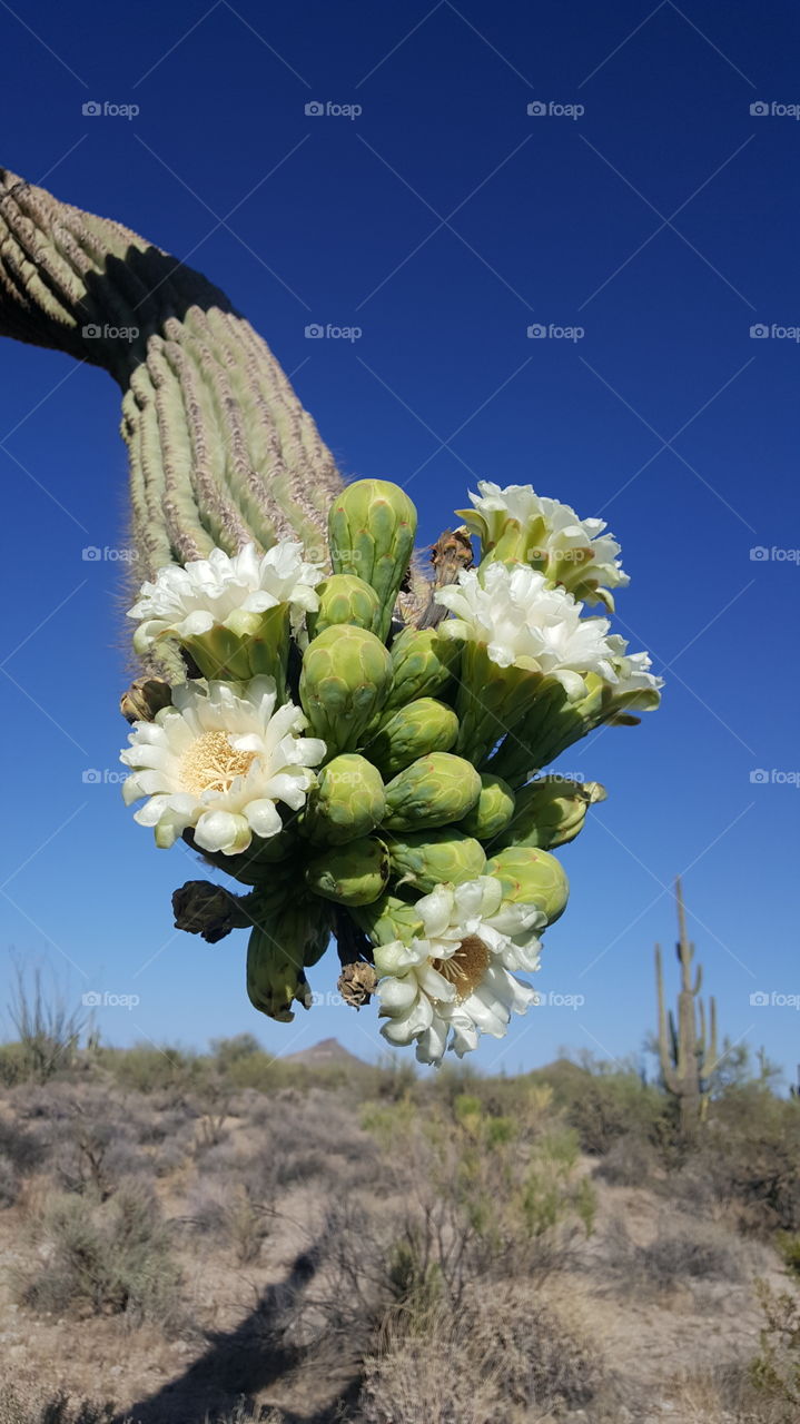 s
Saguaro Flower - Scottsdale, Arizona