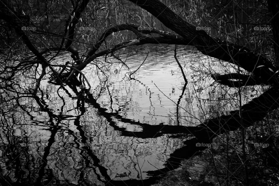 Tree reflection on water