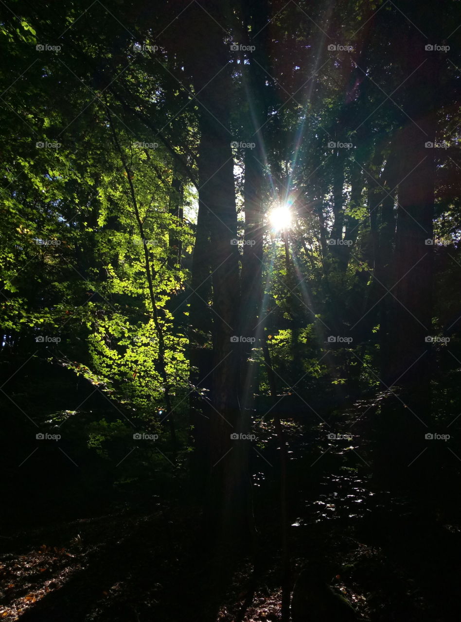 No Person, Wood, Nature, Tree, Dawn