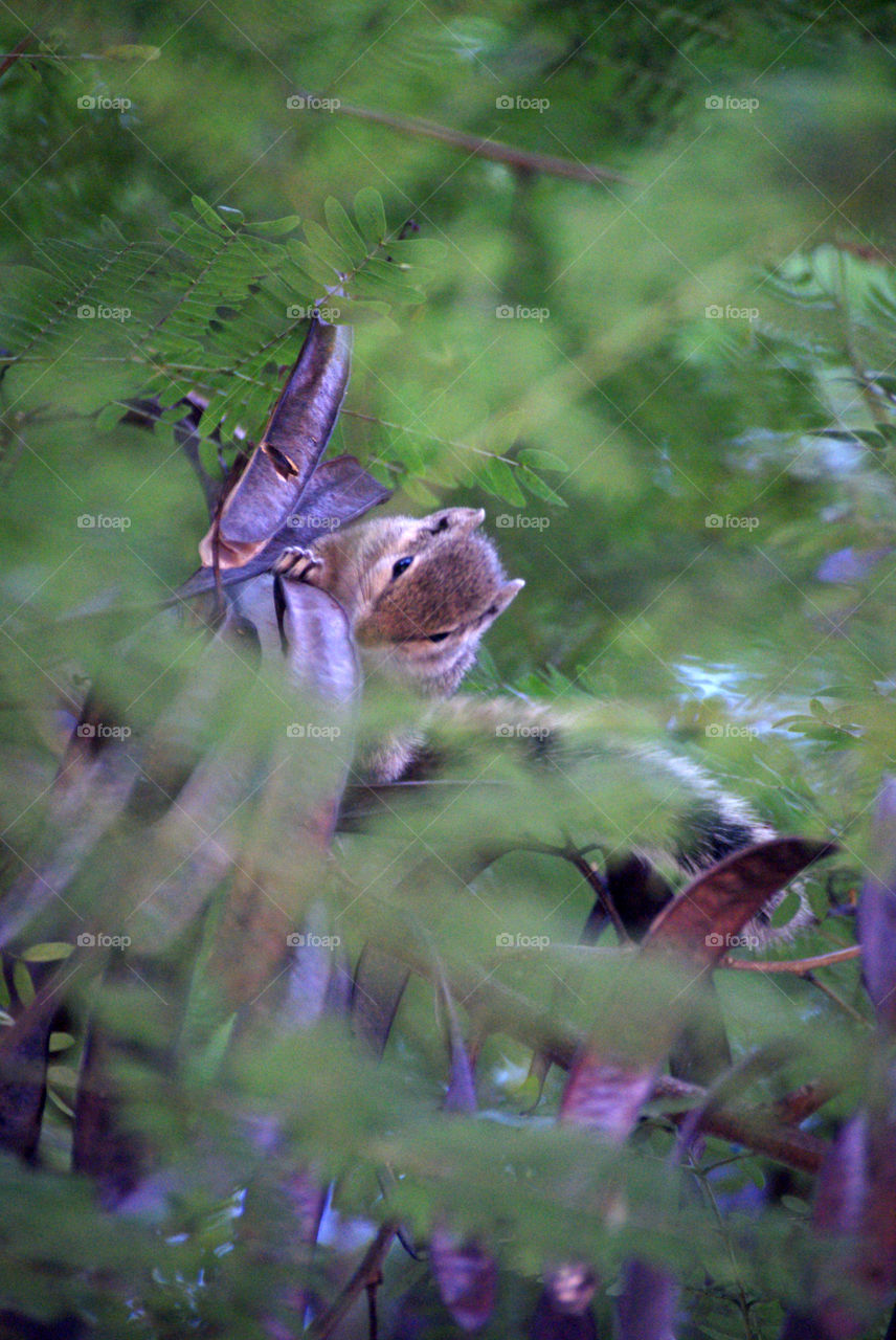 Squirrel among the greens of the tree, searching for food.